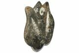 Fossil Goniatite & Orthoceras Sculpture - Morocco #111021-1